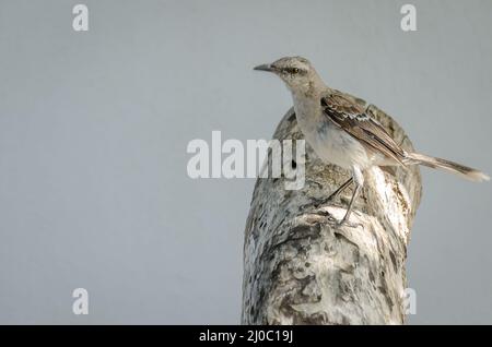 Gros plan d'un parrow rufous à collier perché Banque D'Images