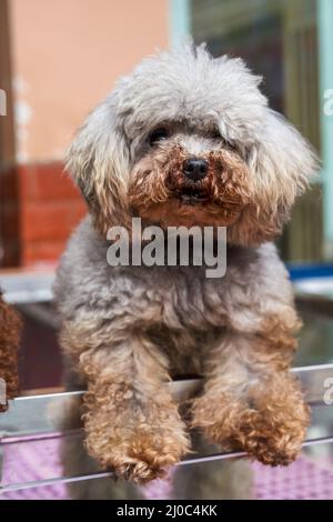 Gros plan d'un adorable caniche dans un magasin pour animaux de compagnie Banque D'Images