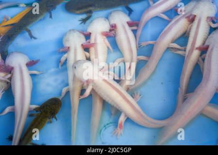 Salamandre d'animaux d'élevage à vendre dans la boutique d'aquarium Banque D'Images