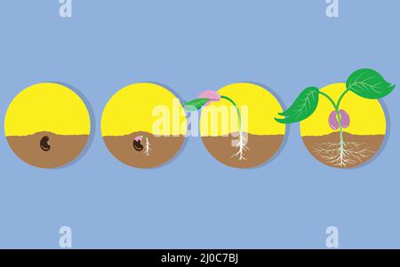 Croissance des plantes illustrateur de vecteur plat de la graine à la jeune plante sur le sol de jardin. Meilleur pour le contenu d'explication de croissance des plantes, le contenu de jardinage, biologic Illustration de Vecteur