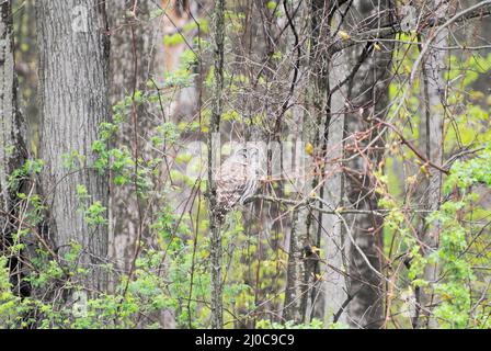 Grande Chouette sauvage assis sur une branche d'arbre dans les bois Banque D'Images