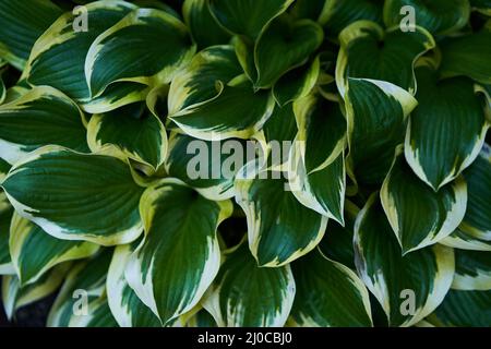 HostA plantaginea dans le jardin. Le fond naturel.feuilles vertes de plantes ornementales. Photo de haute qualité Banque D'Images