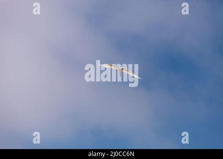 Le grand aigreet Ardea alba survole un marais dans les zones humides de Bolsa Chica Banque D'Images