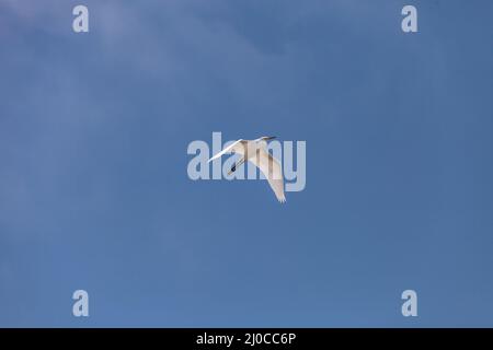 Le grand aigreet Ardea alba survole un marais dans les zones humides de Bolsa Chica Banque D'Images