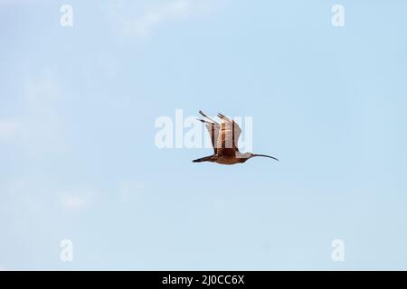 Numenius americanus, oiseau à long bec, survole un marais dans les terres humides de Bolsa Chica Banque D'Images