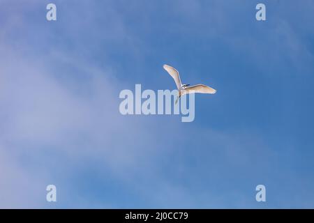 Le grand aigreet Ardea alba survole un marais dans les zones humides de Bolsa Chica Banque D'Images