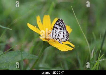 Un petit papillon blanc sur une fleur jaune Banque D'Images