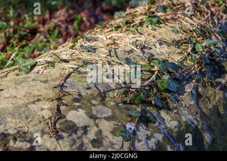 Vieux mur de pierre avec Ivy Hedera rampant croissant sur elle Banque D'Images