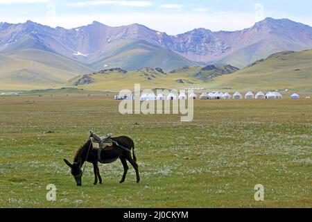 Camp de mule et de Yurt au lac Song Kol, dans le centre du Kirghizistan Banque D'Images