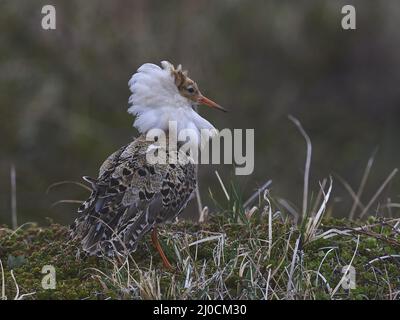 Ruff Banque D'Images