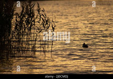 Canard silhoueté et roseaux dans un lac devenu doré par le soleil couchant Banque D'Images