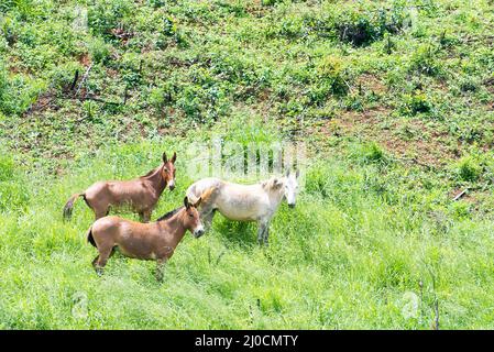 Groupe de mules paissant sur la montagne Banque D'Images