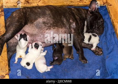 Marrons femelles français bulldog nourrissant de nombreux chiots Banque D'Images