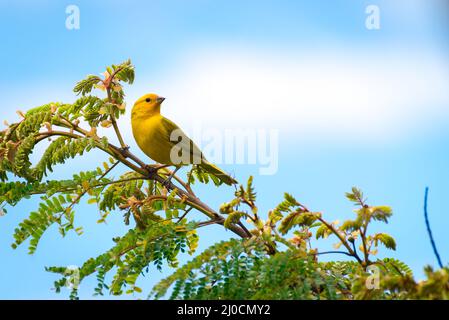 Gros plan sur un oiseau sauvage de passereau canari perché Banque D'Images