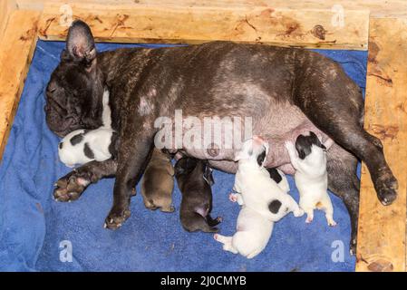 Marrons femelles français bulldog nourrissant de nombreux chiots Banque D'Images