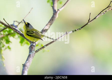 Gros plan de l'oiseau de passereau jaune-leureux-toudy-flycatcher Banque D'Images