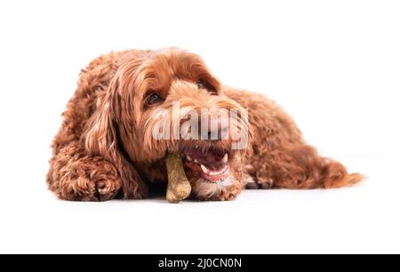 Chien mâchant sur l'os tout en étant allongé sur le sol. Chien de labradoodle femelle avec un bâton à mâcher dentaire dans la bouche. Dents blanches et fangs visibles. Concept pour denta Banque D'Images