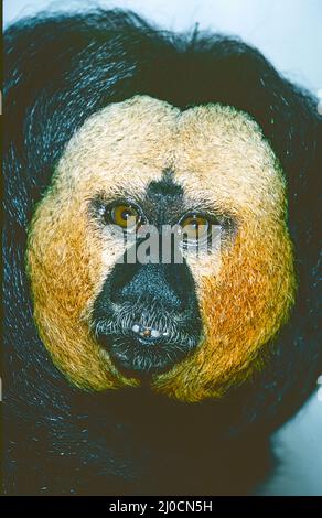 Mâle à face blanche ou Guianan Saki (Pithecia pithia). Du Brésil, des Guianas et du Venezuela. Banque D'Images