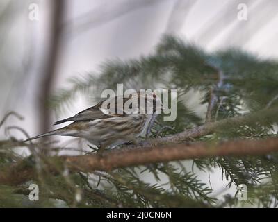 Red-legged Tarin Banque D'Images