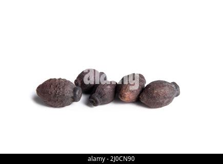 Quatre graines d'O'Clocks, macro. Pile de petites graines sombres en forme de football également connu sous le nom de Marvel du Pérou, Clavillia, Beauté de la nuit ou mirabilis jalapa. Banque D'Images