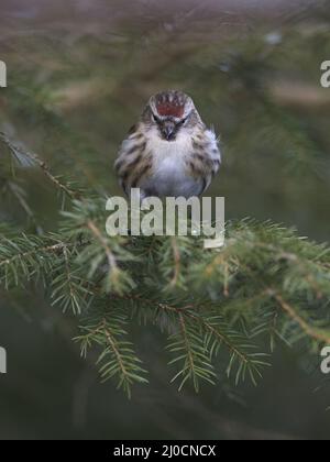 Red-legged Tarin Banque D'Images