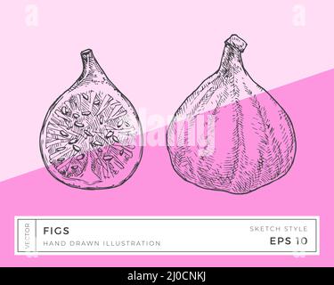 Illustration des fruits des figues vectorielles dessinées à la main. Plan alimentaire à base de plantes vegan avec arrière-plan coloré isolé Illustration de Vecteur