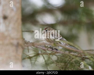 Red-legged Tarin Banque D'Images