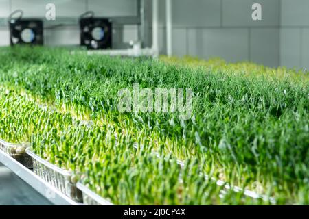 Jeunes pousses juteuses de micro-verdure en gros plan. La croissance des graines en serre. Ferme de micro-verdure. Production de vitamine nutr écologique Banque D'Images