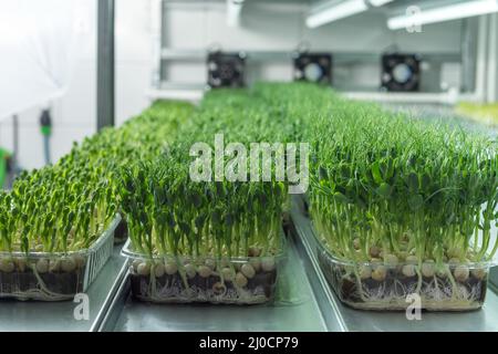 Jeunes pousses juteuses de micro-verdure en gros plan. La croissance des graines en serre. Ferme de micro-verdure. Production de vitamine nutr écologique Banque D'Images