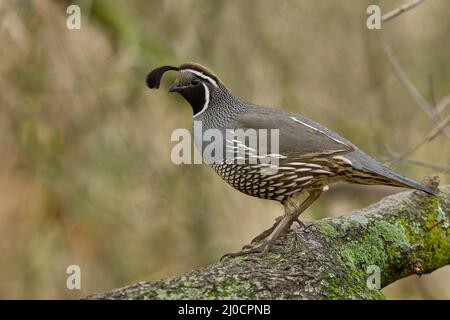 California Quail (Callipepla californica) Sacramento Comté Californie États-Unis Banque D'Images