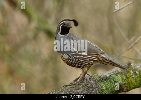 California Quail (Callipepla californica) Sacramento Comté Californie États-Unis Banque D'Images