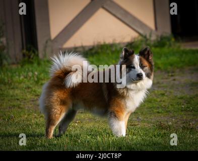 Chien de berger islandais à la ferme Banque D'Images