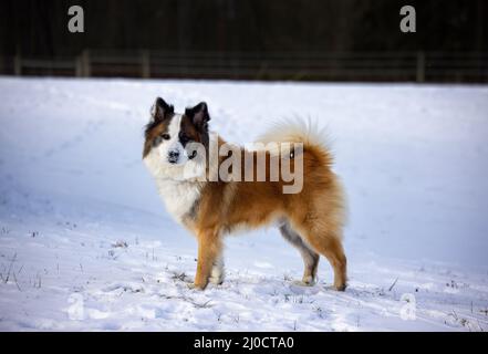 Le berger islandais se tient dans la neige Banque D'Images