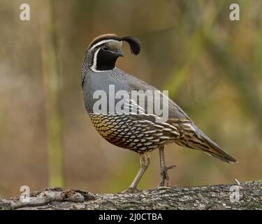 California Quail (Callipepla californica) Sacramento Comté Californie États-Unis Banque D'Images