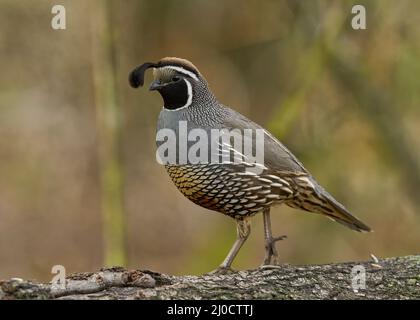 California Quail (Callipepla californica) Sacramento Comté Californie États-Unis Banque D'Images