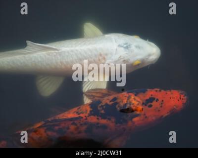 Carpes koï nageant dans un environnement naturel Banque D'Images