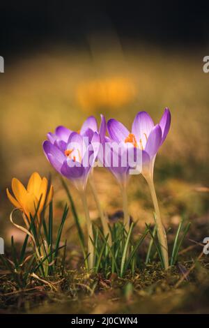 Magnifique paysage fleuri coloré. Crocus violet pour accueillir le printemps. Photo en faible profondeur de champ. Banque D'Images