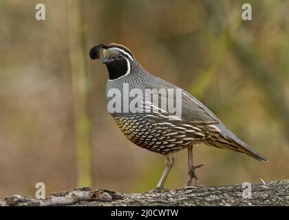 California Quail (Callipepla californica) Sacramento Comté Californie États-Unis Banque D'Images