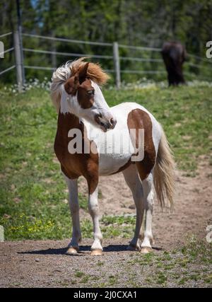 Châtaignier islandais cheval filly debout dans le pâturage de printemps Banque D'Images