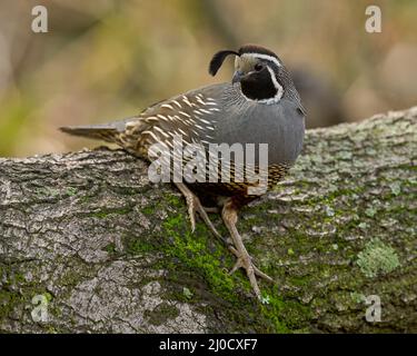 California Quail (Callipepla californica) Sacramento Comté Californie États-Unis Banque D'Images