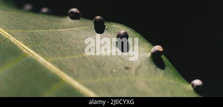 La précision de la forme de la balle des larves DE BANNIÈRE abstraite des œufs d'insectes repose sur la beauté le long du bord de la surface de la feuille de plante verte.Incroyable macro faune nature monde Haut Banque D'Images