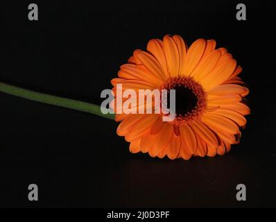 Gros plan de la fleur de gerbera orange vif sur fond sombre Banque D'Images