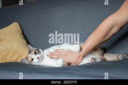 Un chat agacé qui a un animal de compagnie sur le ventre Banque D'Images