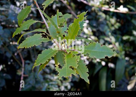 Feuilles d'arbre mangées par les chenilles Banque D'Images