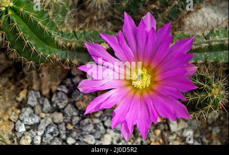 Fleur de cactus rose vif (Echinocereus cinerascens) sur le jardin du désert Banque D'Images