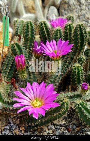 Fleurs de cactus rose vif (Echinocereus cinerascens) sur le jardin Banque D'Images