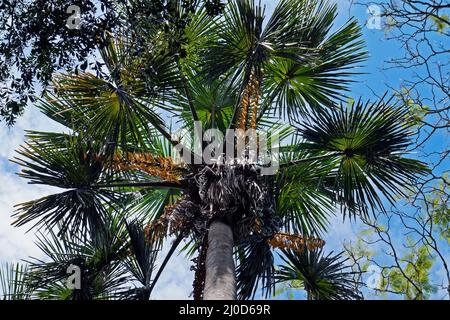 Moriche Palm (Mauritia flexuosa) sur la forêt tropicale Banque D'Images