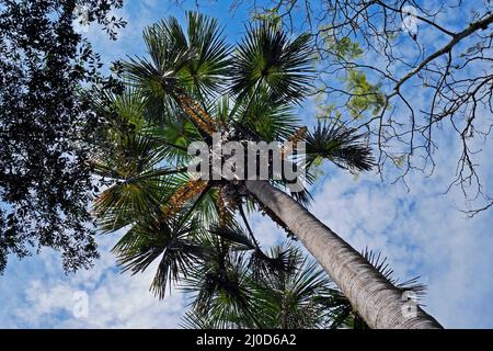 Moriche Palm (Mauritia flexuosa) sur la forêt tropicale Banque D'Images