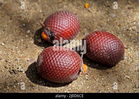 Moriche Palm (Mauritia flexuosa) fruits sur le sol Banque D'Images