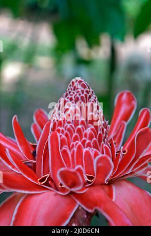 Torche rouge fleur de gingembre (Etlingera elatior) Banque D'Images